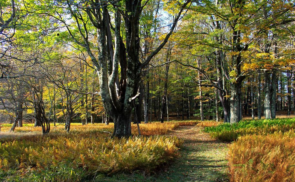 Canaan Valley Resort State Park Davis Exterior foto